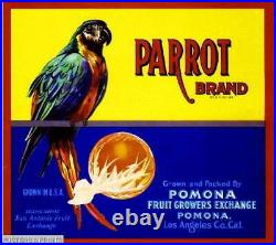 307176 Pomona Los Angeles County Parrot #2 Bird Orange Crate PRINT POSTER PLAKAT