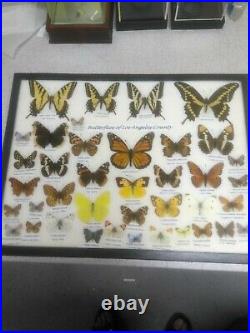 Butterflies Of Los Angeles County