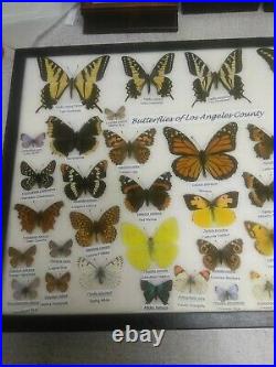 Butterflies Of Los Angeles County