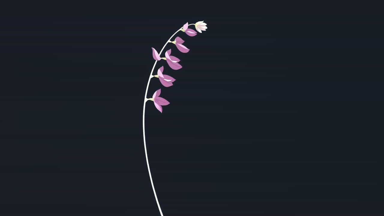 Penstemon Digitalis Native Range