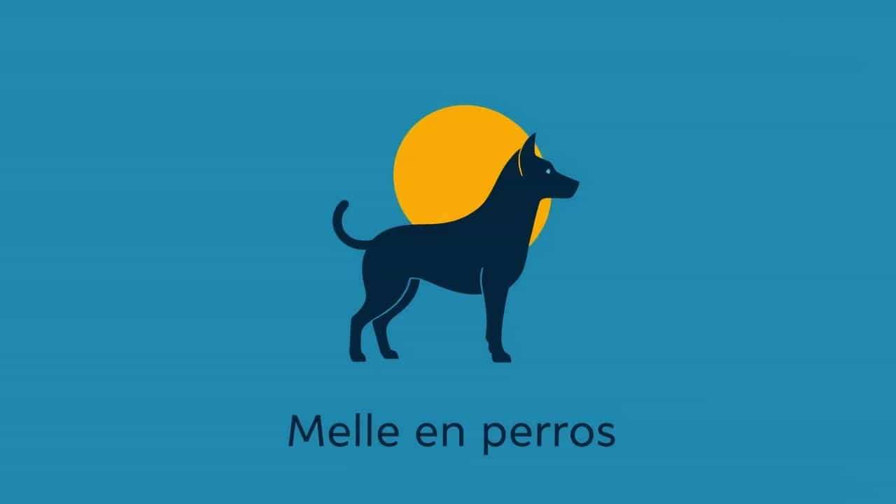 Quanto Custa Um Malamute