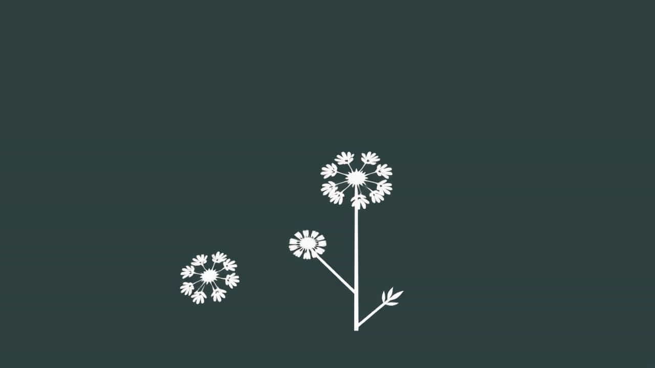 Queen Anne'S Lace Seeds