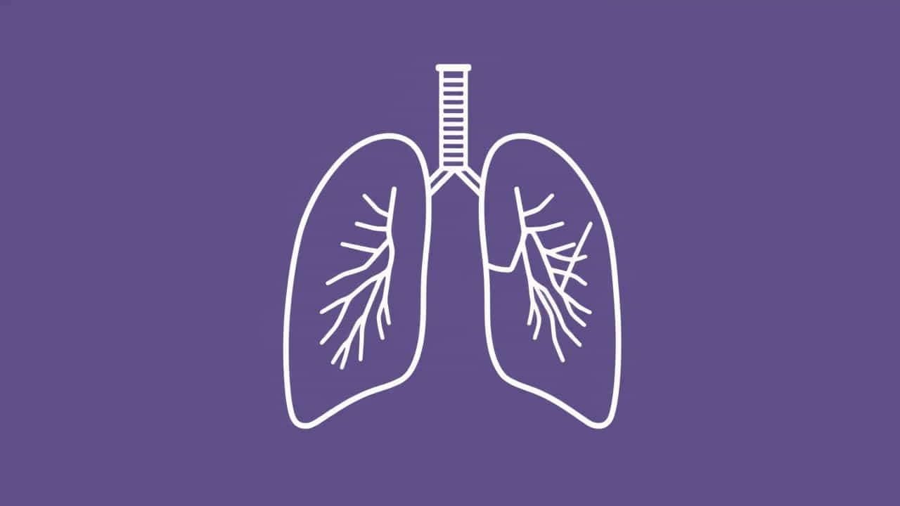 Qu'Est Ce Qu'Un Steadicam