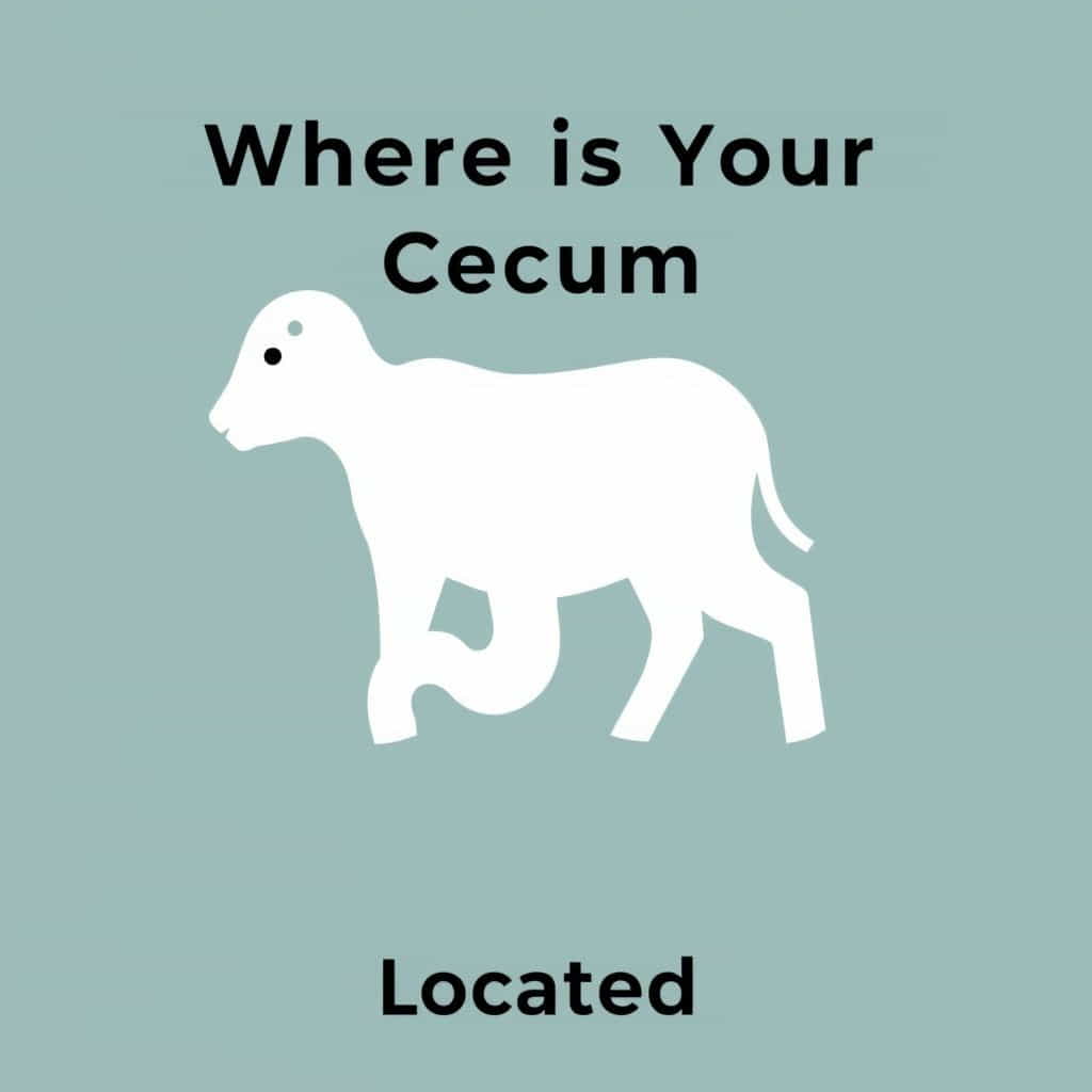 Where Is Your Cecum Located