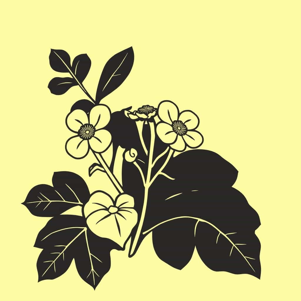 Ageratum Conyzoides Medicinal Uses Pdf