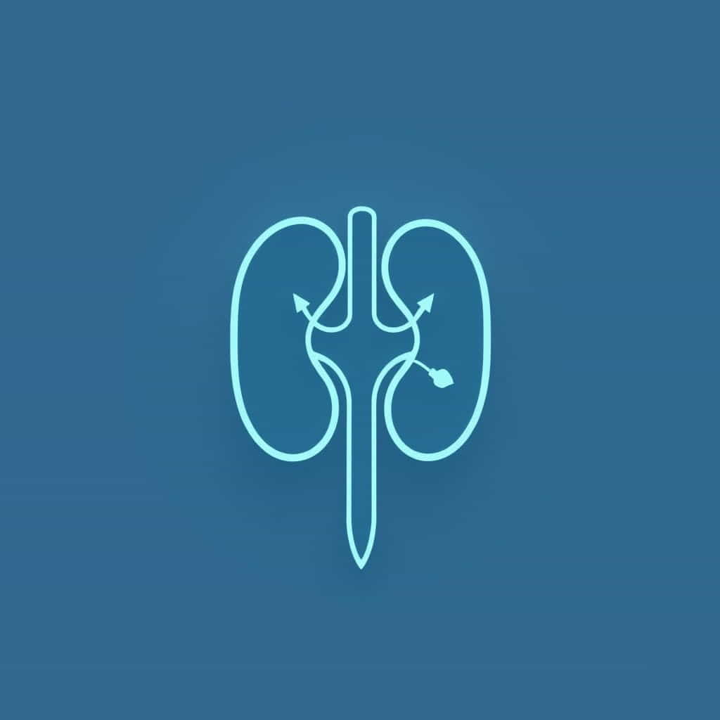 Briefly Describe The Formation Of Glomerular Filtrate