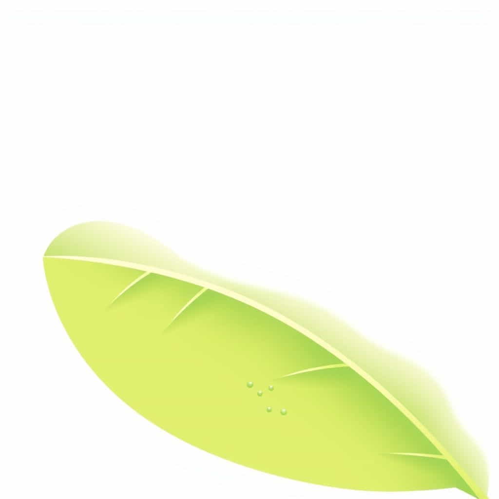 Function Of Epidermis In Plants