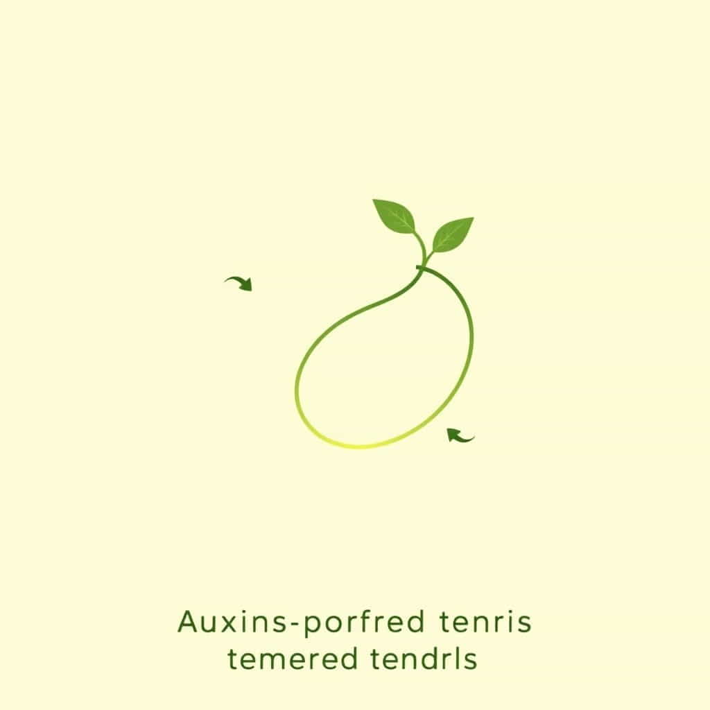 How Do Auxins Promote Growth Of Tendrils?