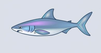 is senseless an adjective