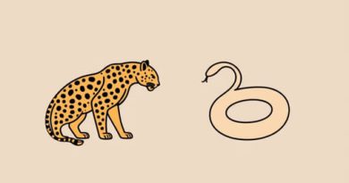 Jaguar Vs Boa Constrictor